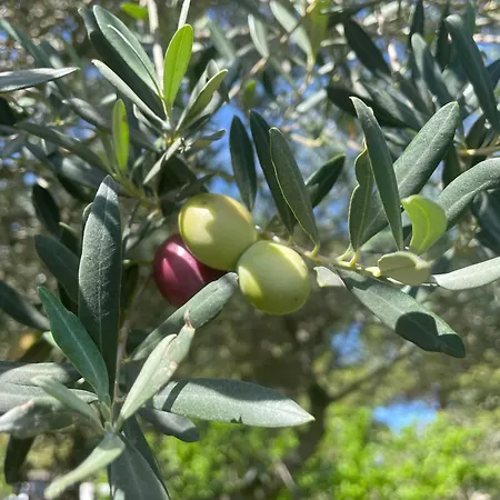 Giardinello Stagnone Sunset